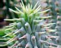 Hoodia. Hoodia - usine normale qui aide la graisse de combat.